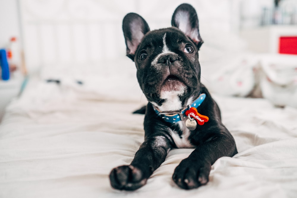 black and white french bulldog puppy