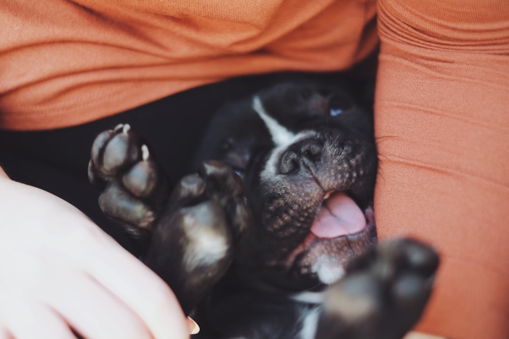 black and white french bulldog puppy