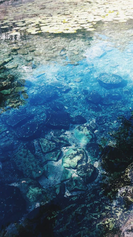 A clear water body showcasing underwater stones and algae, with lily pads floating on the surface. The water exhibits a gradient of colors from deep blue to lighter shades near the top.