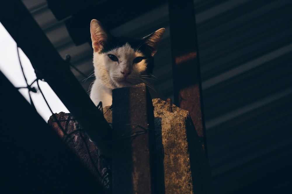gato branco e preto de pelo curto no poste cinza