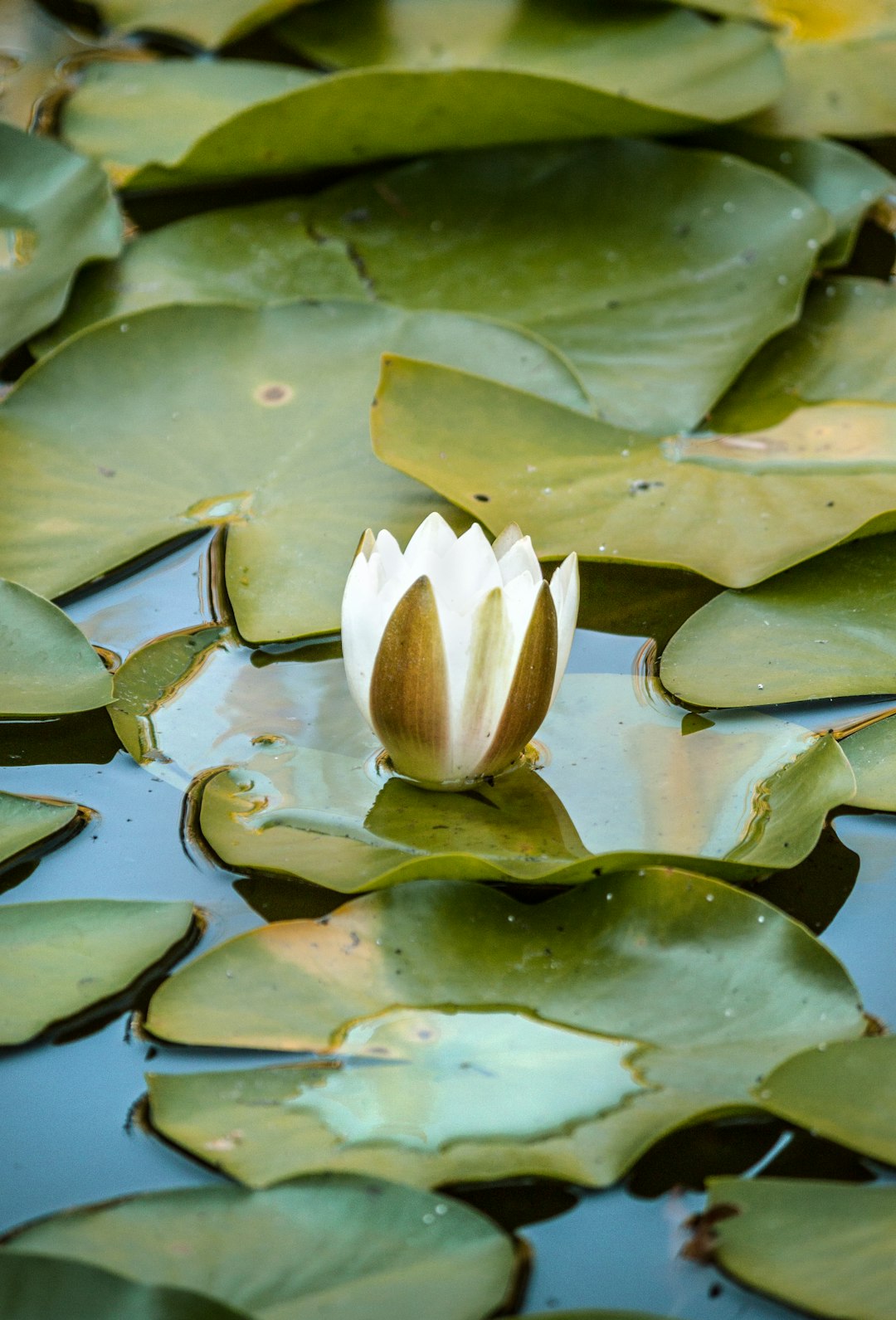 white and green lotus flower on water
