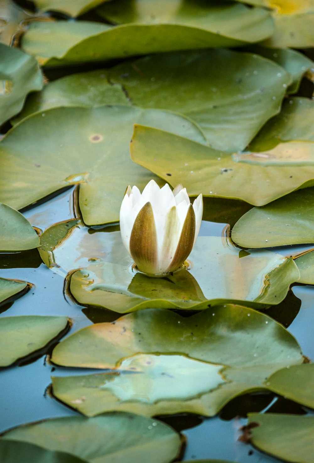 Weiße und grüne Lotusblume auf Wasser