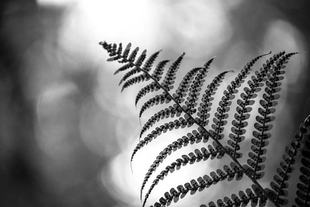 Foto en escala de grises de las hojas de las plantas