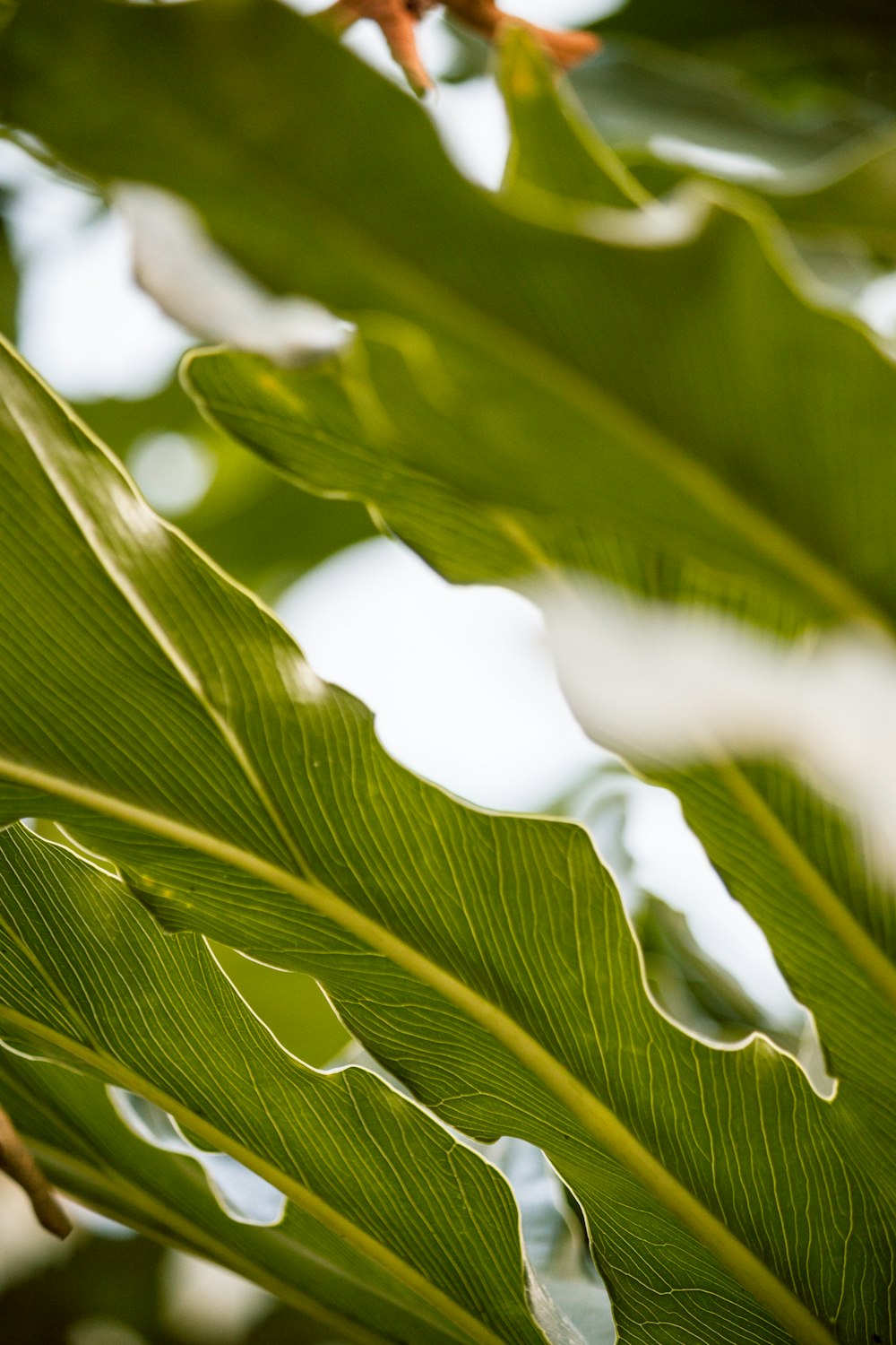 hoja de plátano verde en fotografía de primer plano