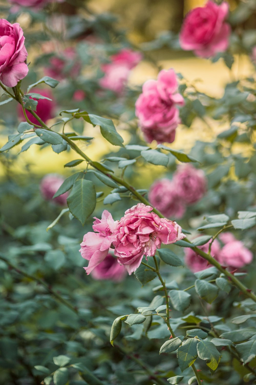 pink flower in tilt shift lens