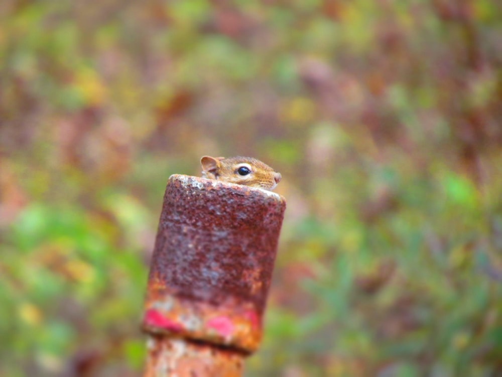 focus photography of squirrel inside brass-colored pipe