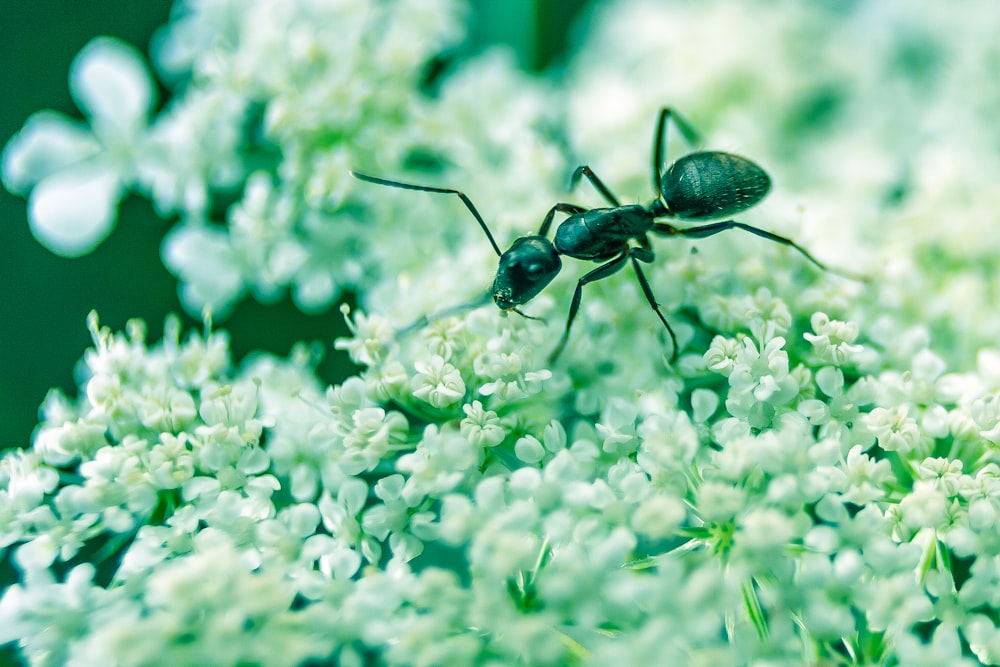 Fotografía macro de hormiga negra en flores de pétalos blancos