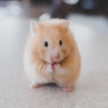 selective focus photography of brown hamster