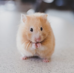 selective focus photography of brown hamster