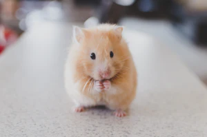 Our hamster 1