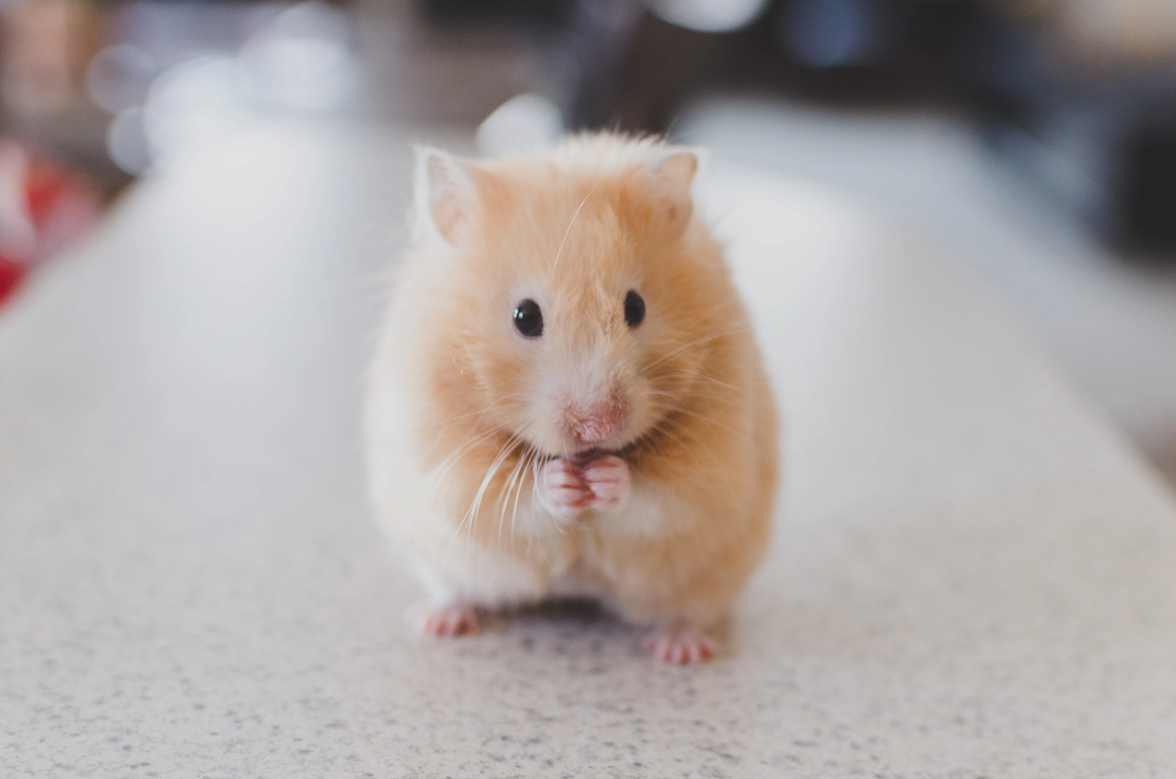 Golden brown Syrian hamster