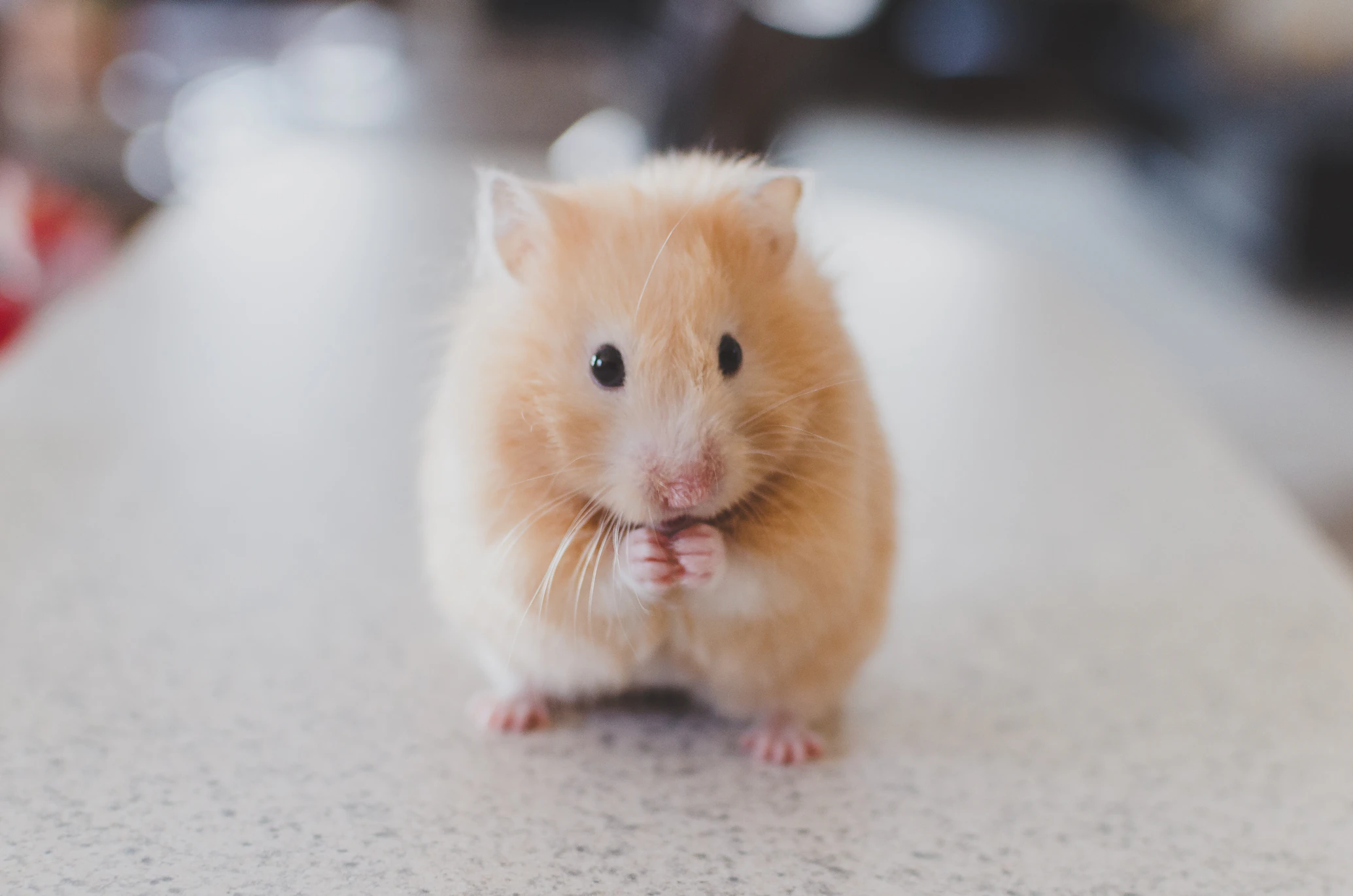 A house mouse, a common rodent concern for residential properties