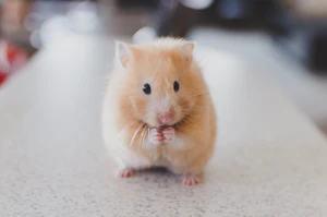 Small Pet