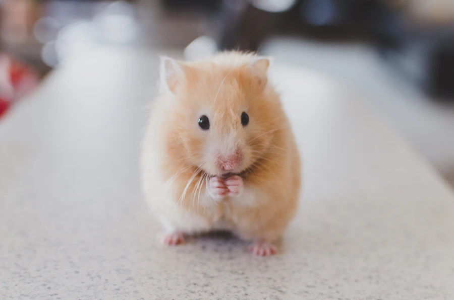 Small animal supplies