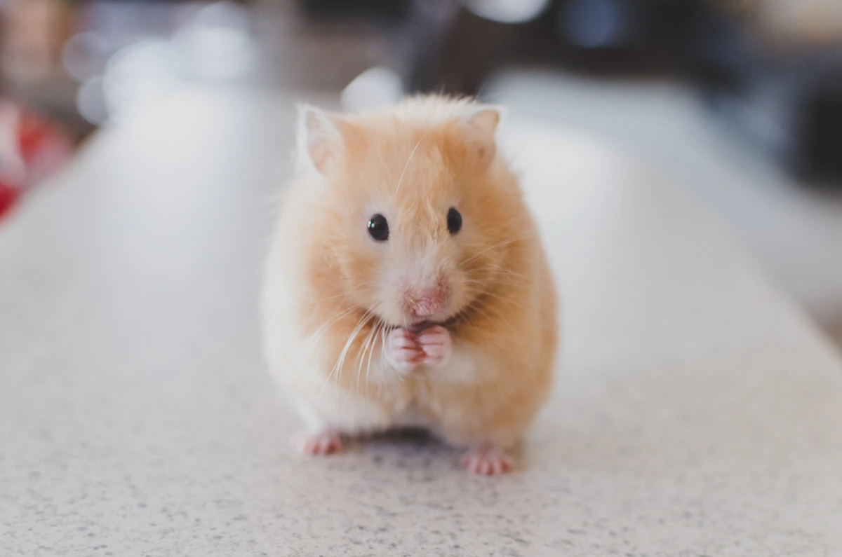 Small hamster in habitat