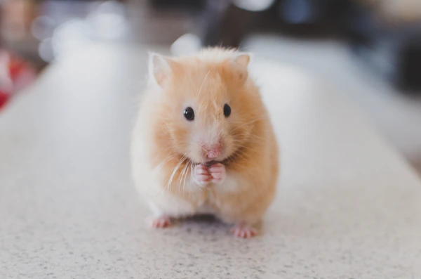 The Complete Pet Aging Guide: Everything You Need to Know