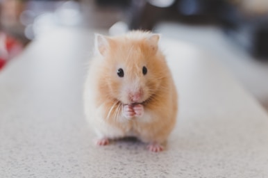 pet photography,how to photograph selective focus photography of brown hamster