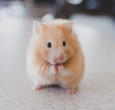 selective focus photography of brown hamster