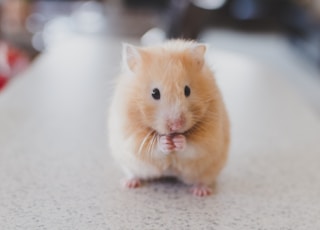 selective focus photography of brown hamster