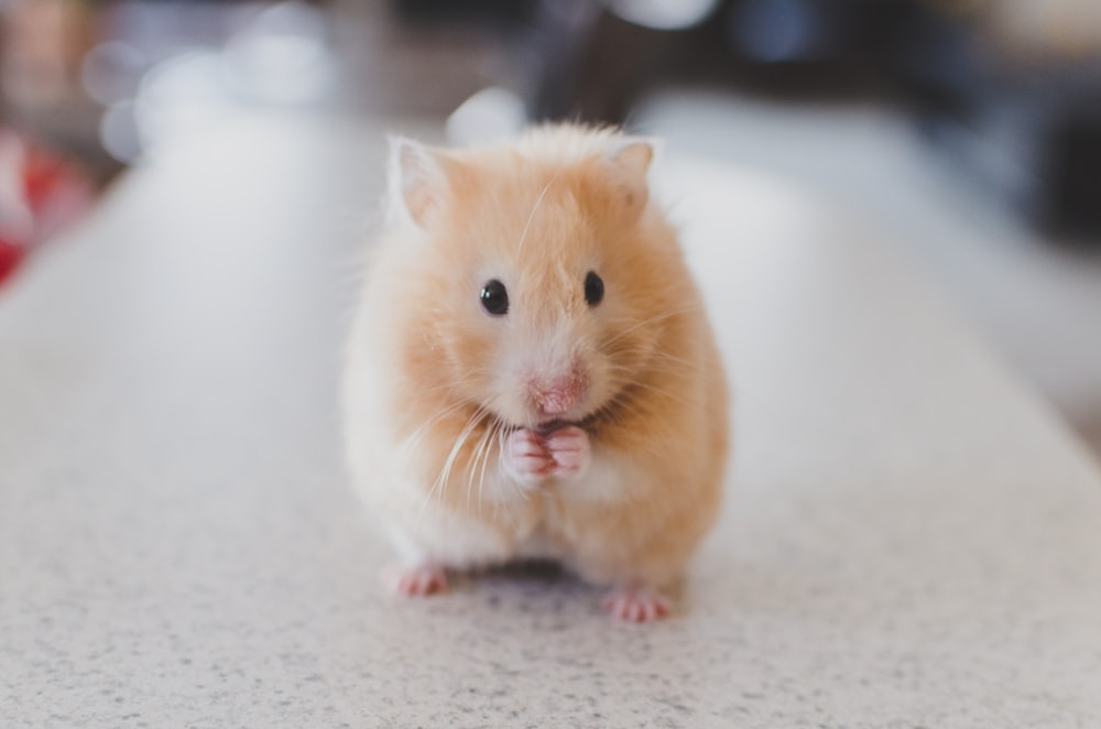 selective focus photography of brown hamster