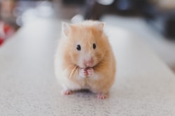 Hamster kiri
