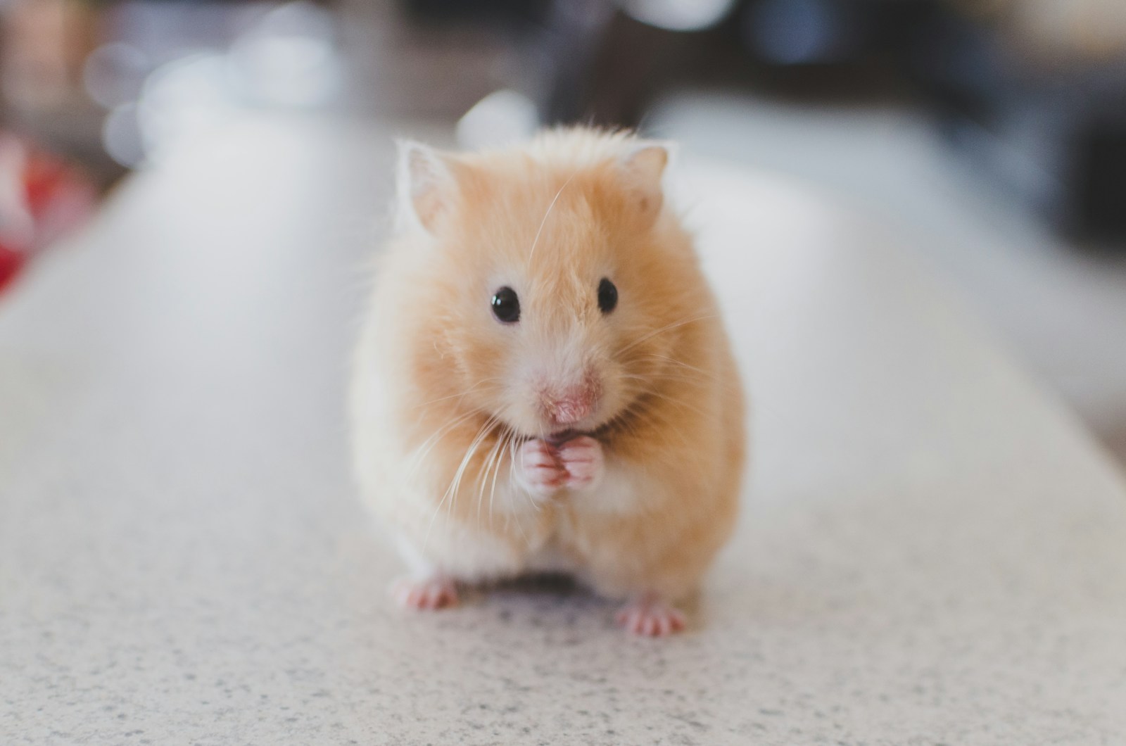 A guinea pig in a clean enclosure of the kind sometimes kept as a class pet