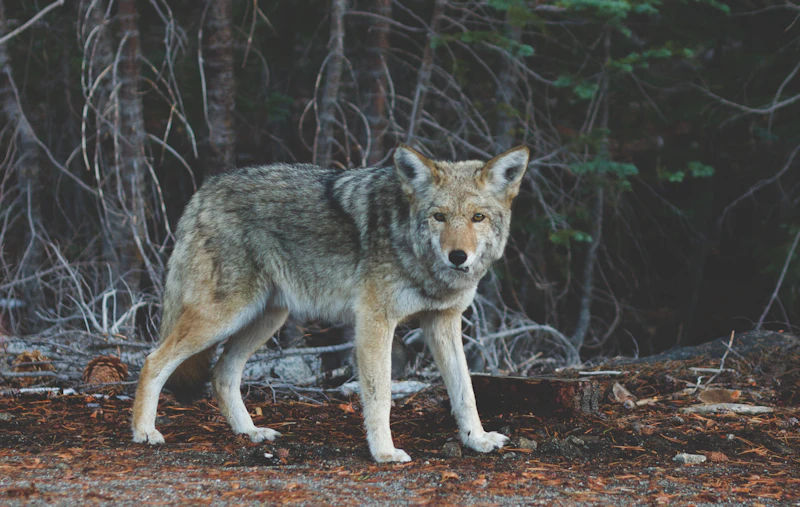 Lobo de pie junto a un árbol