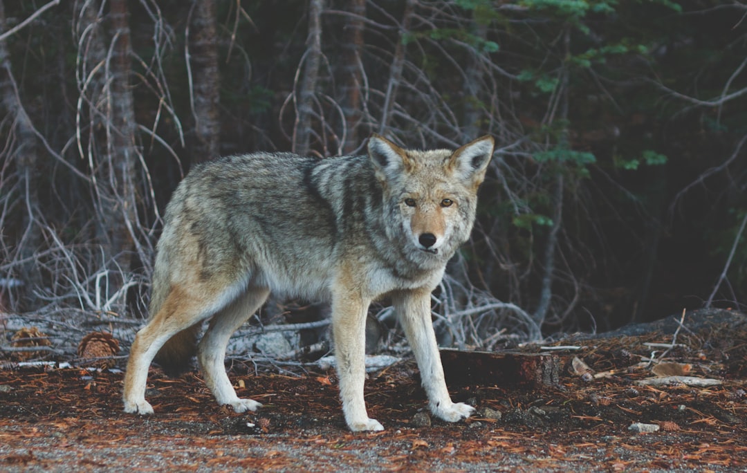  focus photography of standing wolf near tree coyote