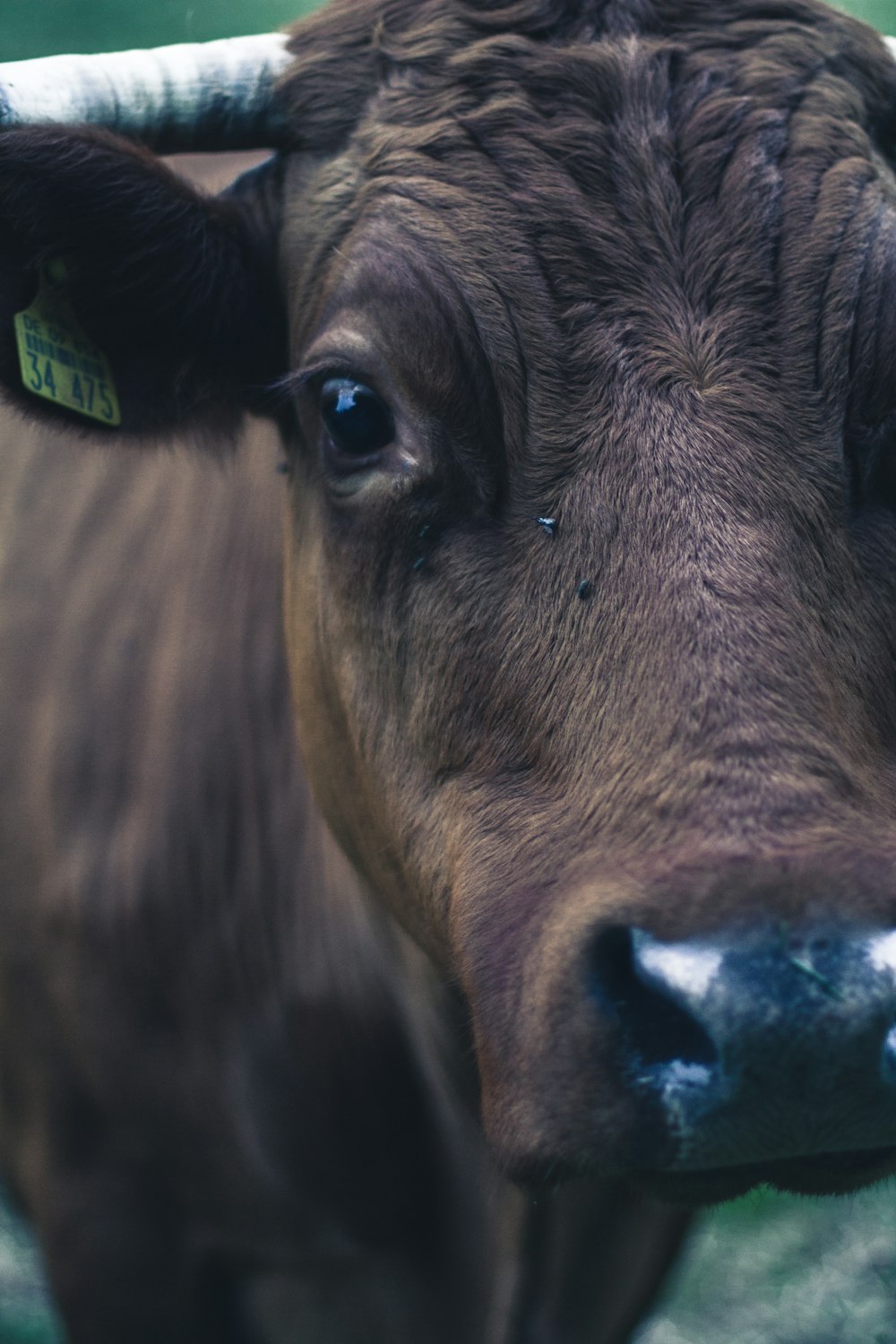 closeup photography of brown cattle