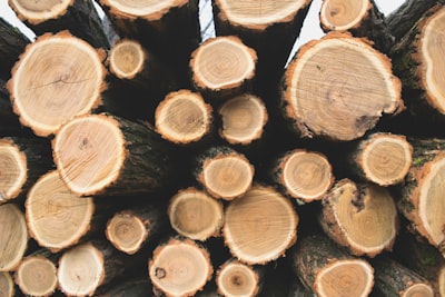 pile of tree trunks log google meet background