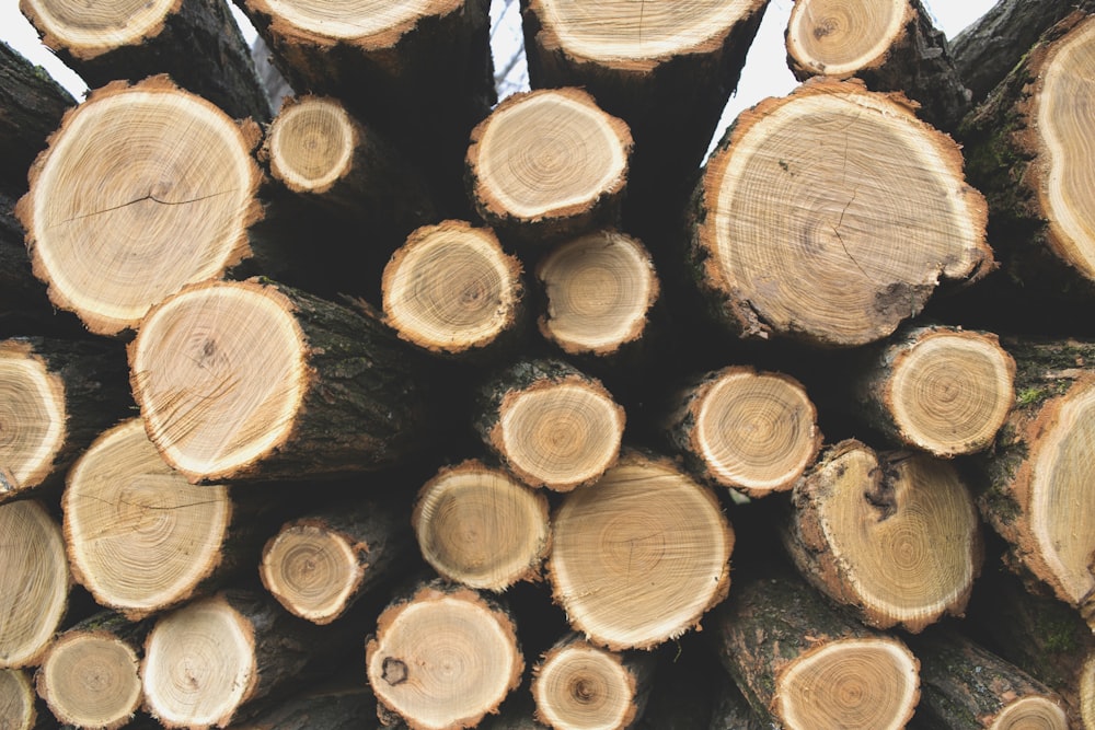 500+ Timber Pictures | Download Free Images on Unsplash
