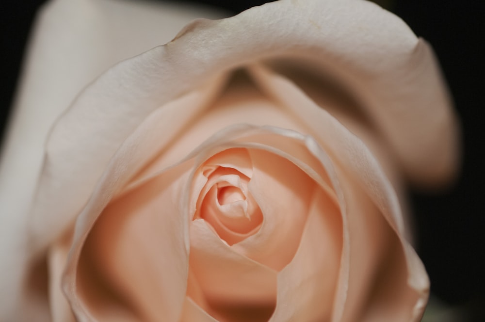 shallow focus photo of orange rose