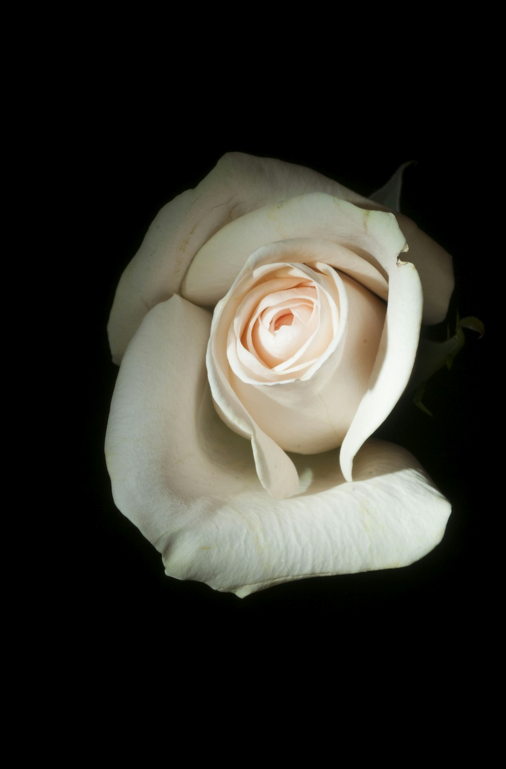 foto em close-up da rosa branca