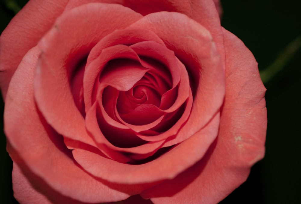 Fotografia macro di rosa rosa