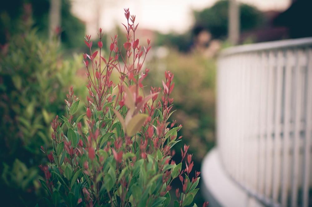 selective focus photography of green leafed plants