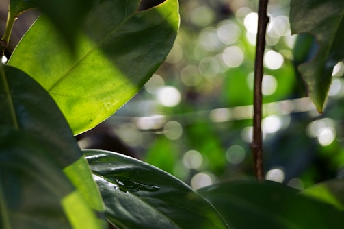 Close-up of vibrant tulip poplar leaves with soft sunlight filtering through.