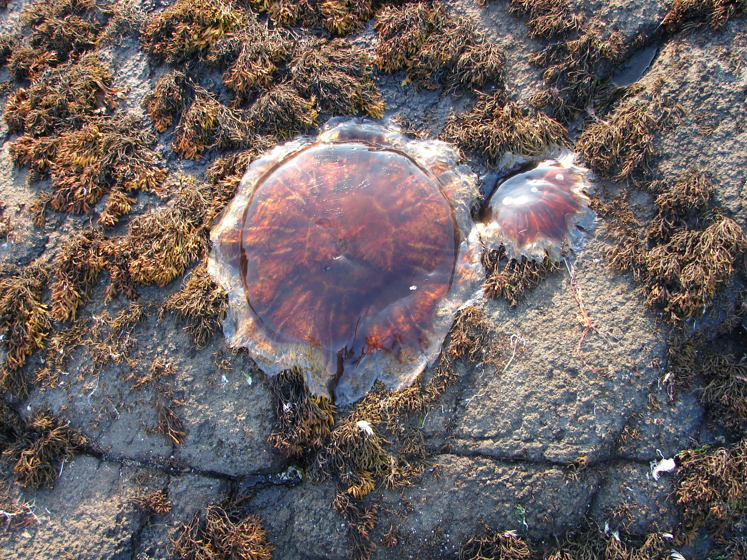 Free Unsplash photo from Nuno Lopes