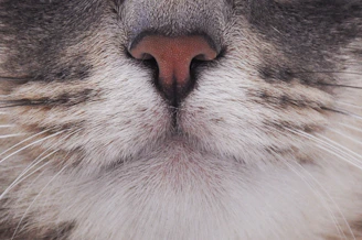 Two images showing detailed examinations of a cat’s respiratory and digestive systems.