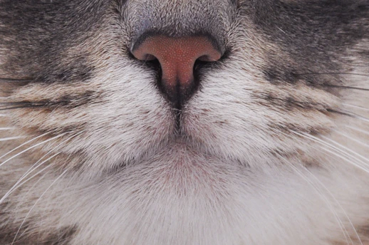 Two images showing detailed examinations of a cat’s respiratory and digestive systems.