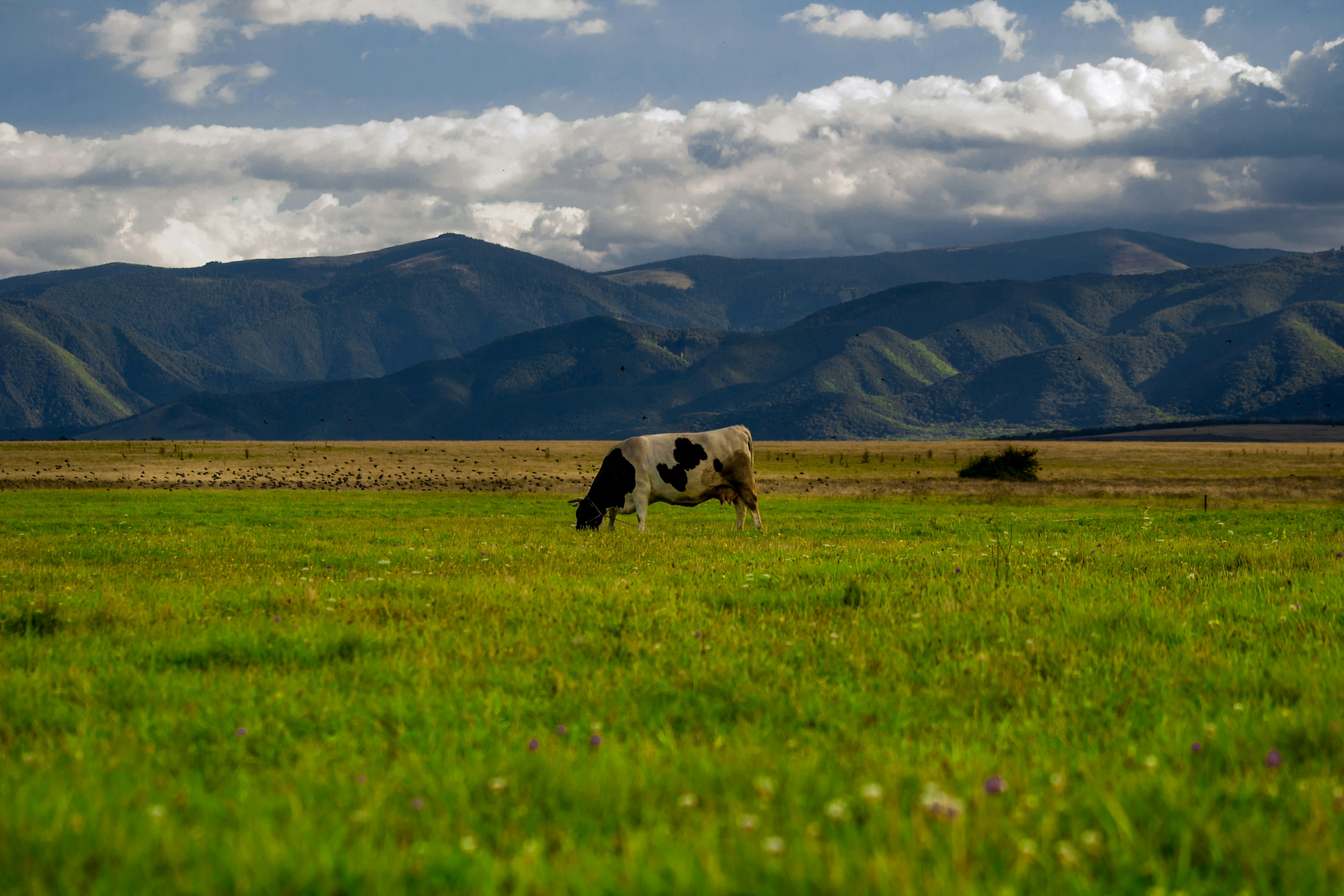 Free Unsplash photo from Cristian Liviu Sucila