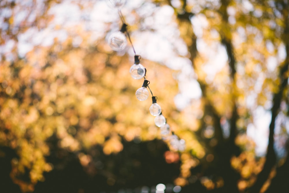 selective focus photography of stringed light