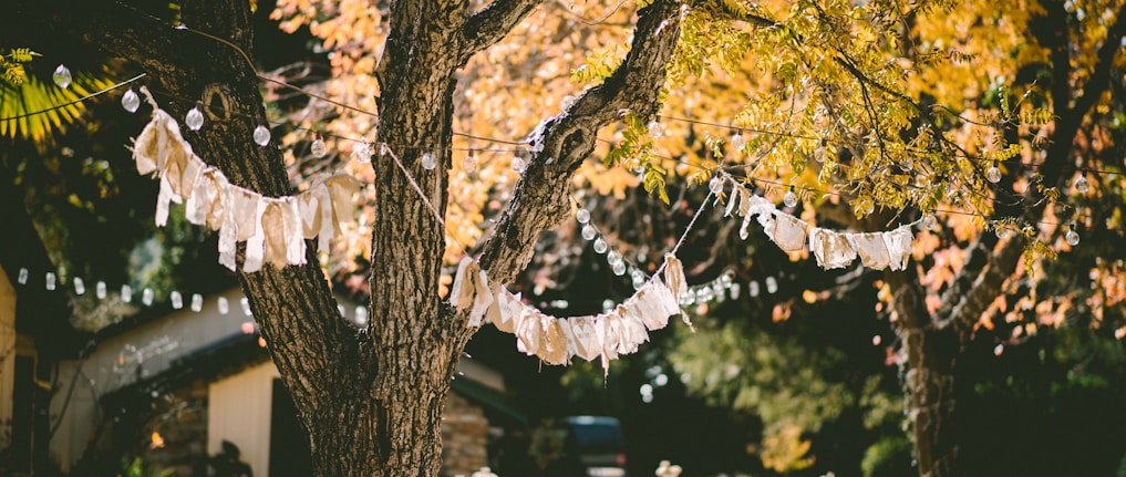 orange leafed tree with orange banderittas