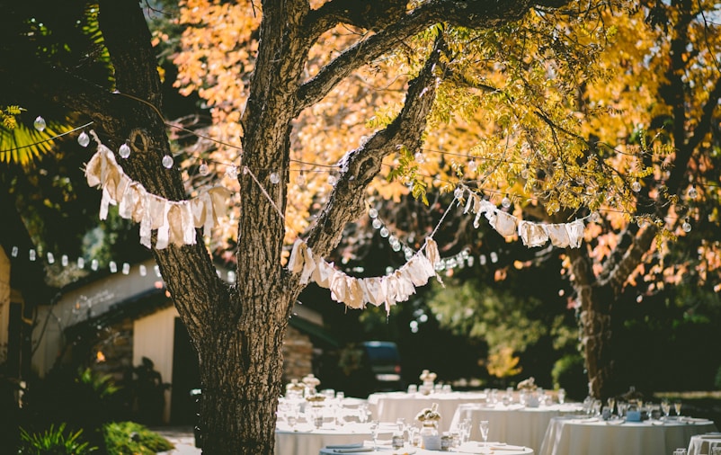 orange leafed tree with orange banderittas