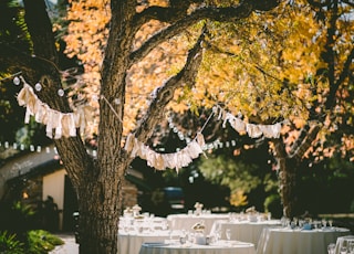 orange leafed tree with orange banderittas