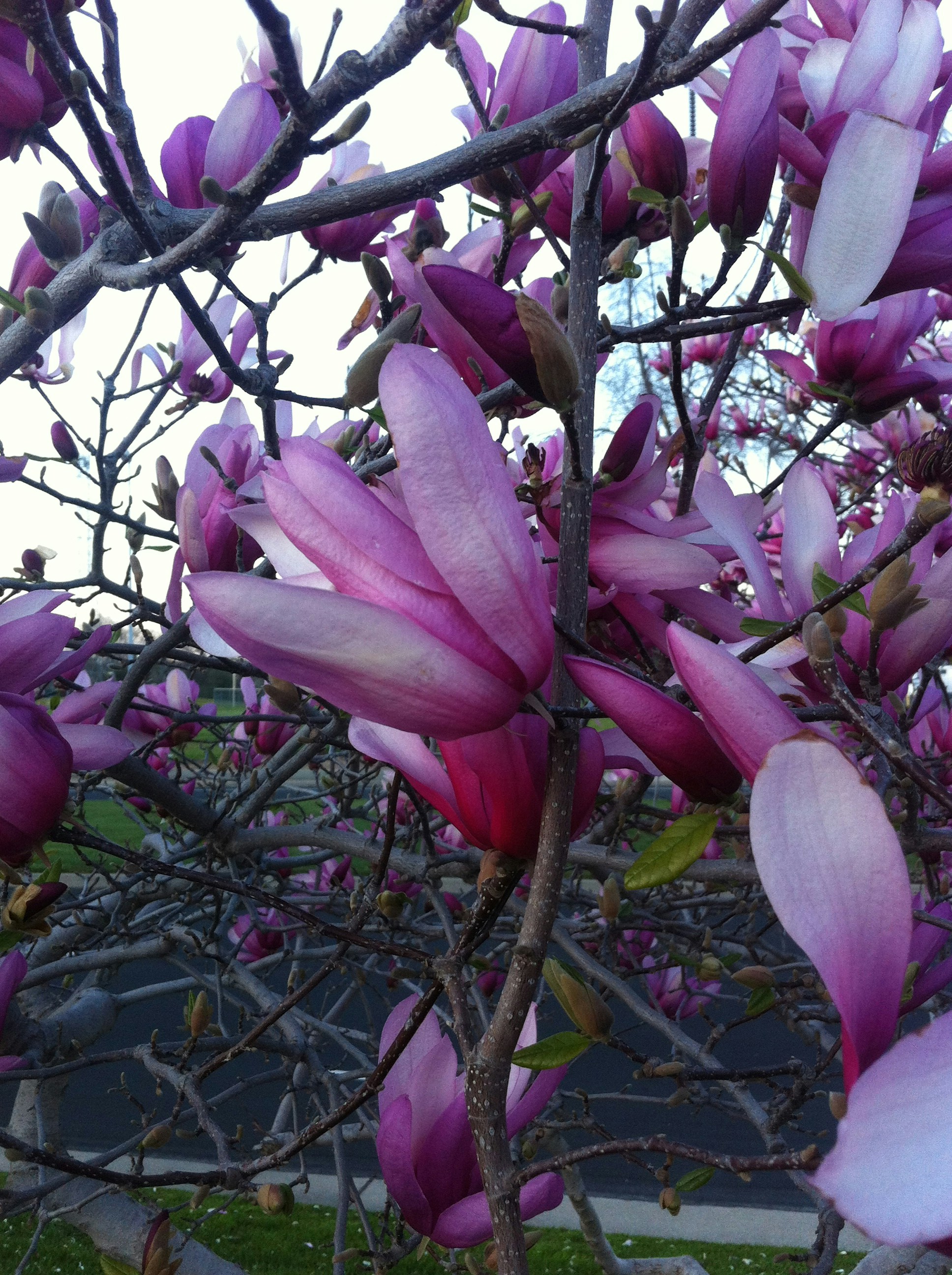 Free Unsplash photo from Evan Andreae