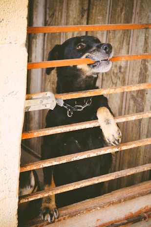 A black and tan dog stands behind metal bars, possibly in a kennel or fenced area. The dog's mouth is open slightly, and it has one paw resting on the bars. The background consists of wooden panels, giving a rustic appearance.