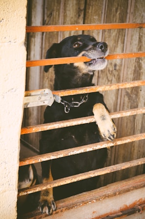 A black and tan dog stands behind metal bars, possibly in a kennel or fenced area. The dog's mouth is open slightly, and it has one paw resting on the bars. The background consists of wooden panels, giving a rustic appearance.