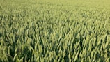 A vast field of lush green wheat plants close to maturity, with grains forming prominently at the top of each stalk. The dense arrangement of wheat creates a soothing and uniform texture across the landscape.