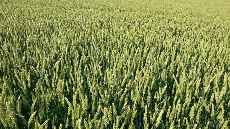 A vast field of lush green wheat plants close to maturity, with grains forming prominently at the top of each stalk. The dense arrangement of wheat creates a soothing and uniform texture across the landscape.