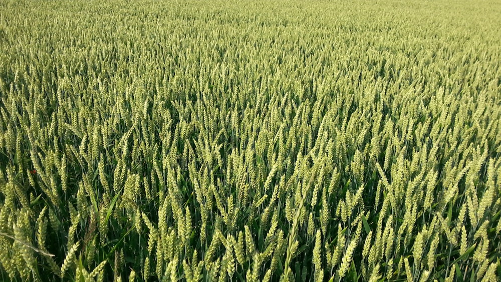 photography of green field at daytime